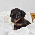 Beautiful Miniature Dachsunds Gallery Image