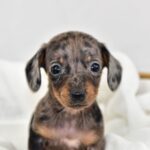 Beautiful Miniature Dachsunds Gallery Image