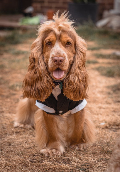 KC chocolate sable show cocker at stud