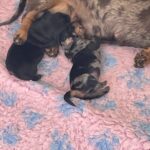 Beautiful kc reg miniature dachshunds Gallery Image