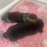 Beautiful kc reg miniature dachshunds Gallery Image