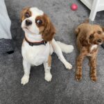 2 cavapoo girls left Gallery Image