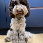 F2 Chocolate Roan Cockapoo at Stud Gallery Image