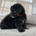 Beautiful Poochon pups looking for new sofa Gallery Image