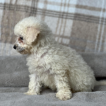 Beautiful Poochon pups looking for new sofa Gallery Image