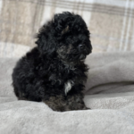 Beautiful Poochon pups looking for new sofa Gallery Image