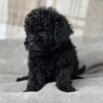 Beautiful Poochon pups looking for new sofa Gallery Image