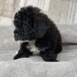 Beautiful Poochon pups looking for new sofa Gallery Image