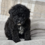 Beautiful Poochon pups looking for new sofa Gallery Image