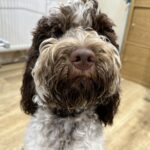 F2 Chocolate Roan Cockapoo at Stud Gallery Image