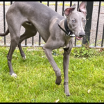 Blue whippet puppy available now. Gallery Image