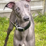 Blue whippet puppy available now. Gallery Image