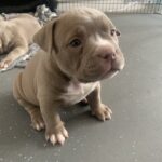 Lilac and lilac merle pocket bully puppies Gallery Image