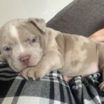 Lilac and lilac merle pocket bully puppies Gallery Image