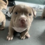 Lilac and lilac merle pocket bully puppies Gallery Image