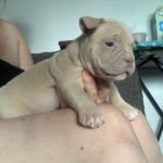 Lilac and lilac merle pocket bully puppies Gallery Image