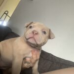 Lilac and lilac merle pocket bully puppies Gallery Image