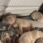 Lilac and lilac merle pocket bully puppies Gallery Image