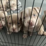 Lilac and lilac merle pocket bully puppies Gallery Image