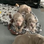 Lilac and lilac merle pocket bully puppies Gallery Image