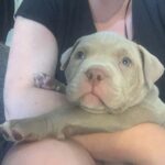 Lilac and lilac merle pocket bully puppies Gallery Image