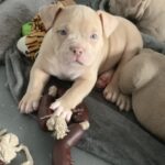 Lilac and lilac merle pocket bully puppies Gallery Image