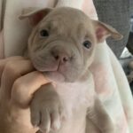 Lilac and lilac merle pocket bully puppies Gallery Image