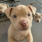 Lilac and lilac merle pocket bully puppies Gallery Image