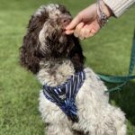 F2 Chocolate Roan Cockapoo at Stud Gallery Image