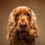 Extensively Health Tested KC Registered Show Type Cocker Spaniel STUD Gallery Image