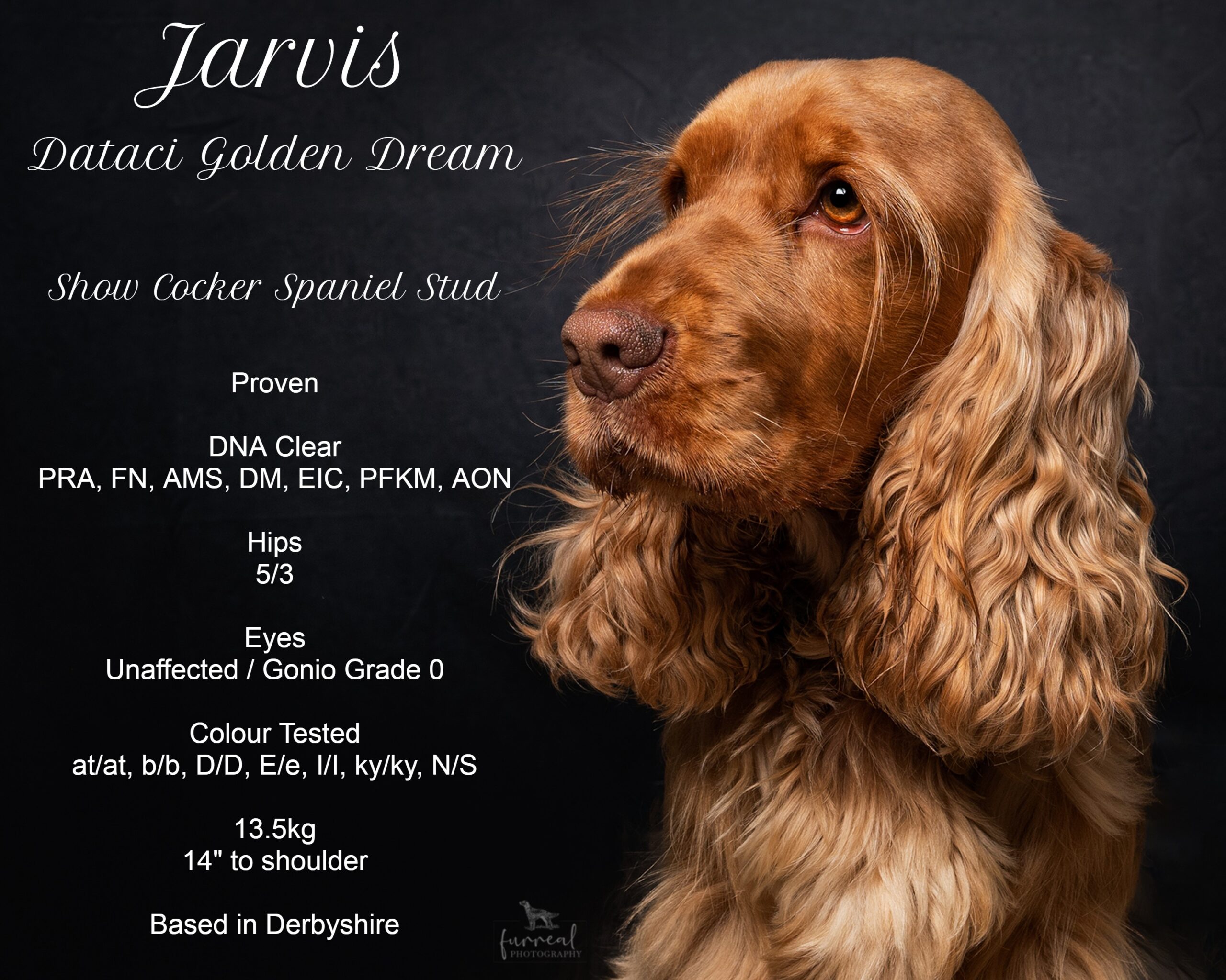 Extensively Health Tested KC Registered Show Type Cocker Spaniel STUD