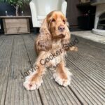 Extensively Health Tested KC Registered Show Type Cocker Spaniel STUD Gallery Image