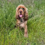 Extensively Health Tested KC Registered Show Type Cocker Spaniel STUD Gallery Image