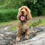 Extensively Health Tested KC Registered Show Type Cocker Spaniel STUD Gallery Image