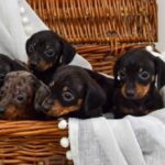 Beautiful Miniature Dachsunds Gallery Image