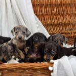 Beautiful Miniature Dachsunds Gallery Image