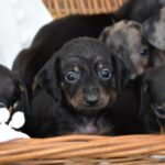 Beautiful Miniature Dachsunds Gallery Image