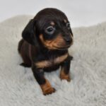 Beautiful Miniature Dachsunds Gallery Image