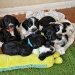 Sprocker Spaniel Puppies Gallery Image