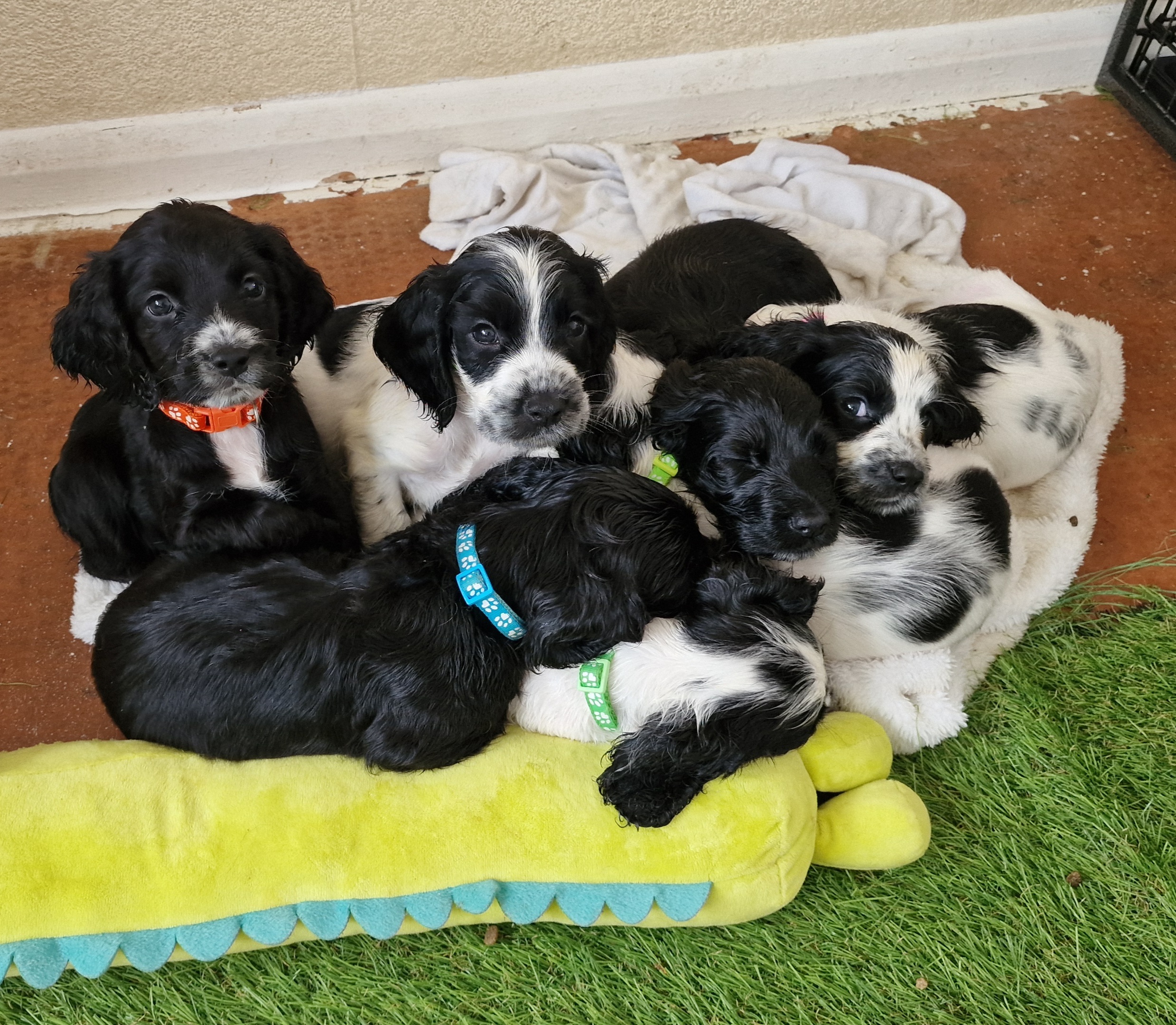 Sprocker Spaniel Puppies