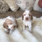 Beautiful Pedigree KC Reg Show Cocker Spaniel Puppies Gallery Image