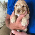 Beautiful Pedigree KC Reg Show Cocker Spaniel Puppies Gallery Image