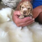 Beautiful Pedigree KC Reg Show Cocker Spaniel Puppies Gallery Image