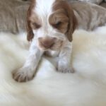 Beautiful Pedigree KC Reg Show Cocker Spaniel Puppies Gallery Image