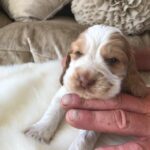 Beautiful Pedigree KC Reg Show Cocker Spaniel Puppies Gallery Image