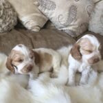 Beautiful Pedigree KC Reg Show Cocker Spaniel Puppies Gallery Image