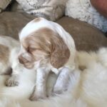 Beautiful Pedigree KC Reg Show Cocker Spaniel Puppies Gallery Image