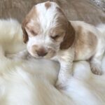 Beautiful Pedigree KC Reg Show Cocker Spaniel Puppies Gallery Image