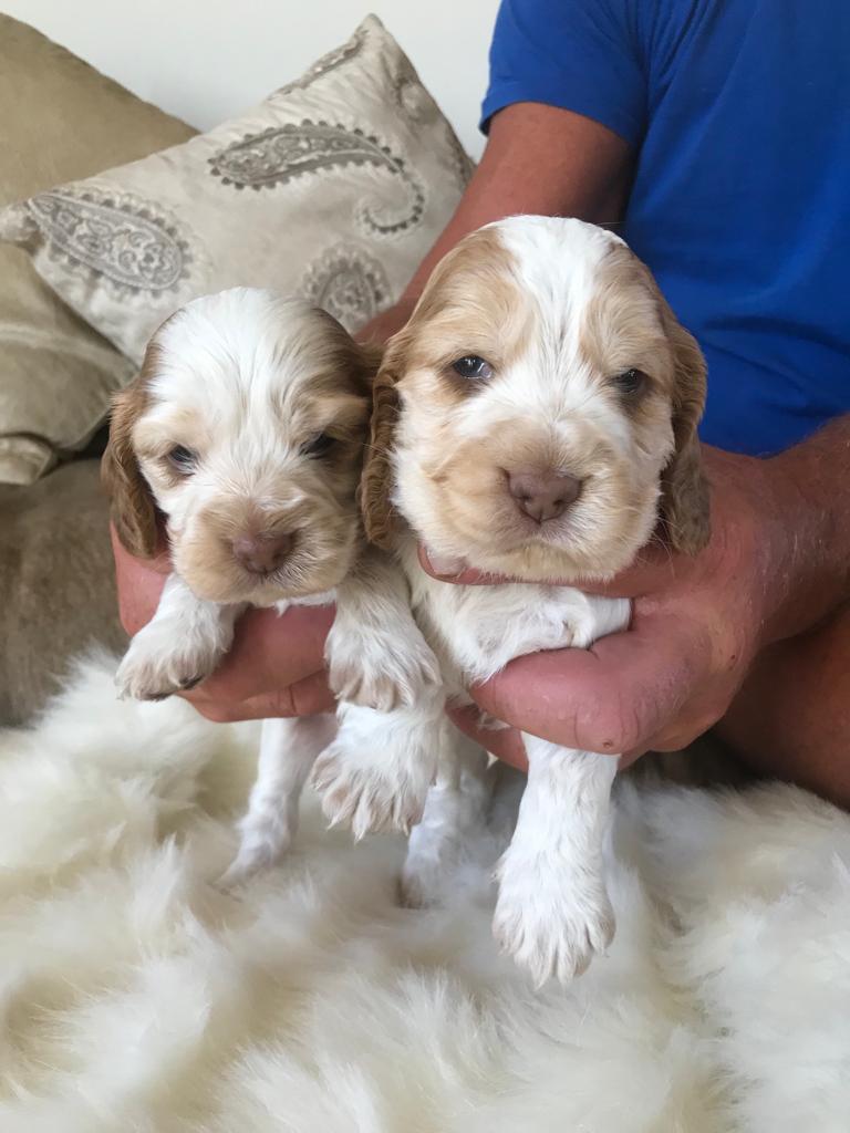 Beautiful Pedigree KC Reg Show Cocker Spaniel Puppies