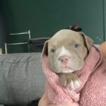 Lilac and lilac merle pocket bully puppies Gallery Image